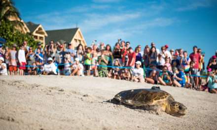 Start Your Engines! Tour de Turtles Marathon Begins