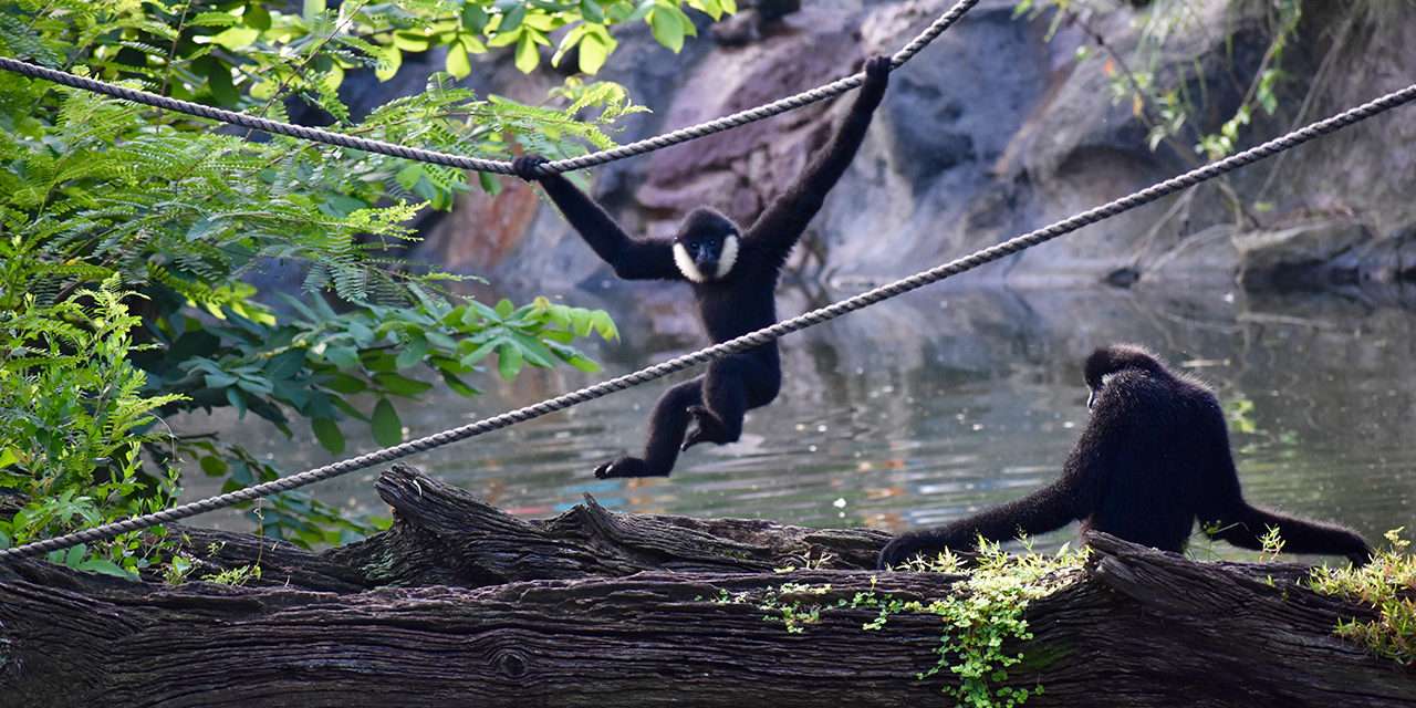 Meet Harper, One of the Gibbons at Disney’s Animal Kingdom