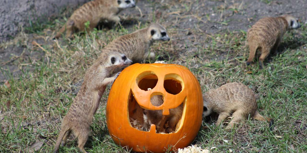 Pumpkins Add Spice to Animal Enrichment Fun