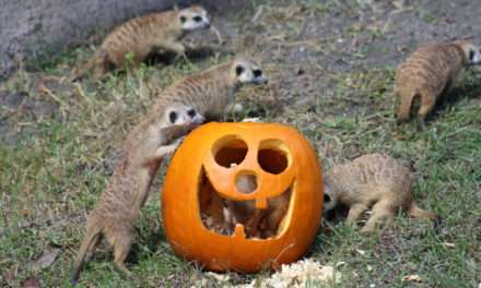 Pumpkins Add Spice to Animal Enrichment Fun