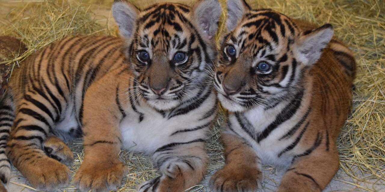 Updates on Sumatran Tiger Cubs and Conservation Efforts