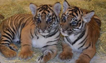 Updates on Sumatran Tiger Cubs and Conservation Efforts