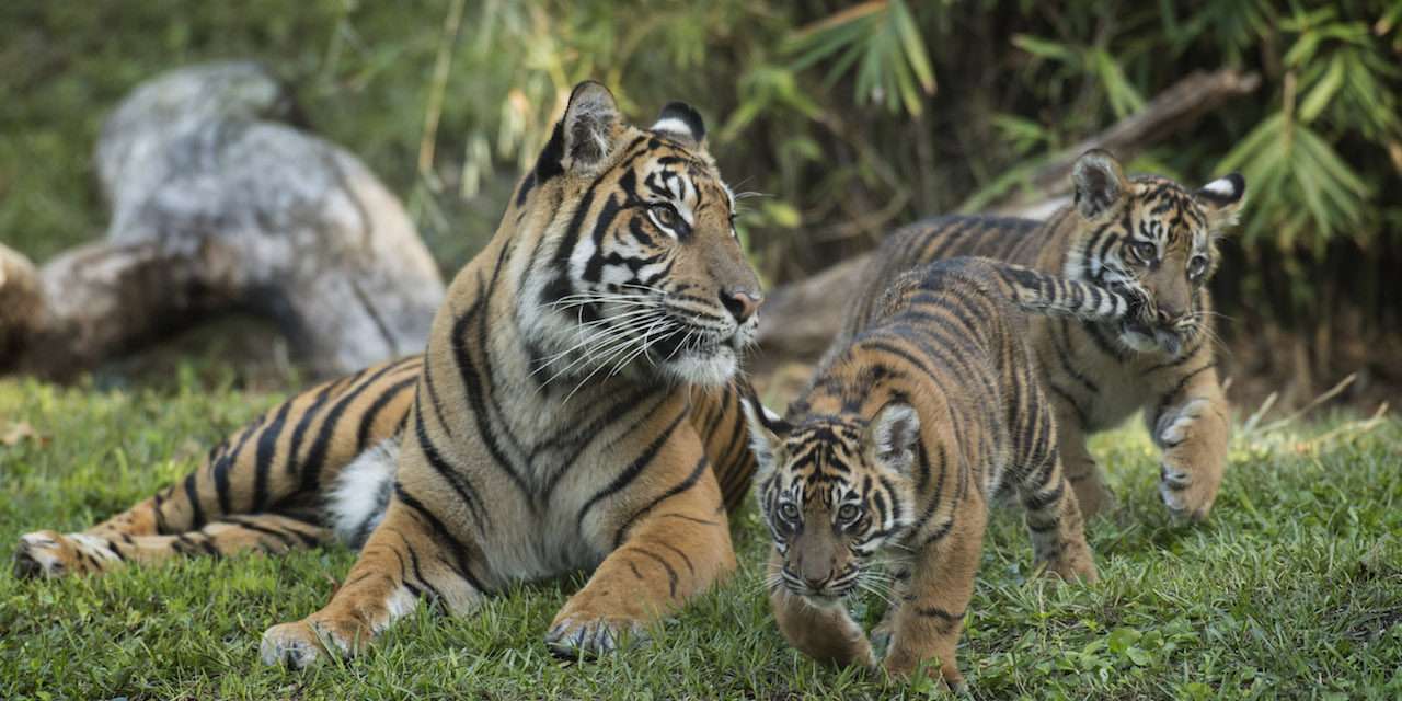 Critically Endangered Sumatran Tiger Cubs Arrive at Maharajah Jungle Trek