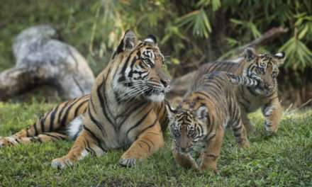 Critically Endangered Sumatran Tiger Cubs Arrive at Maharajah Jungle Trek