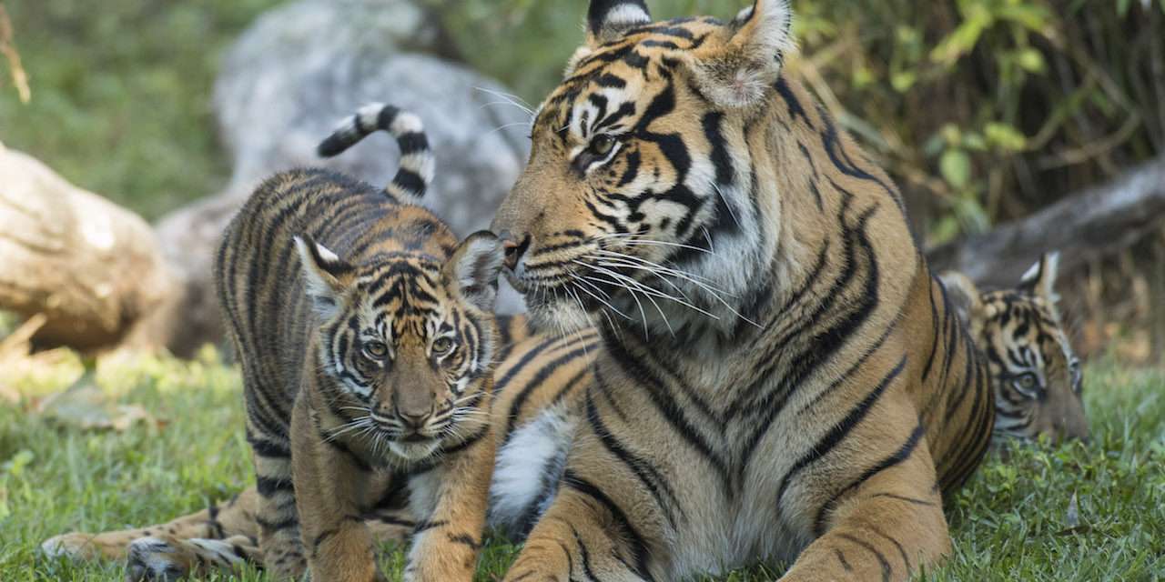 Conservation news on Tigers