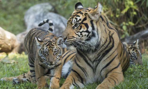 Disney’s Care and Conservation of Tigers Supports Species