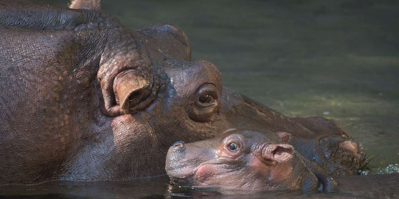 Baby Hippo Delights at Disney’s Animal Kingdom