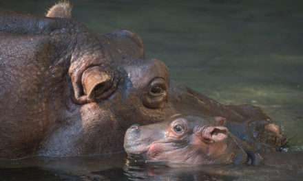 Baby Hippo Delights at Disney’s Animal Kingdom