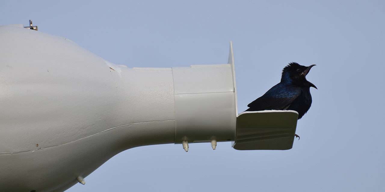 Purple Martins Return to Walt Disney World Resort