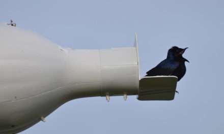 Purple Martins Return to Walt Disney World Resort