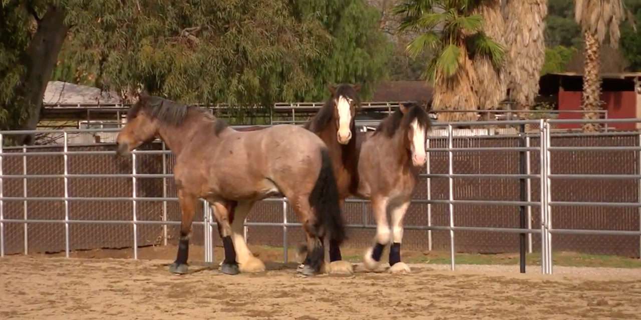 Disneyland Resort Horses Kick Up Their Hooves While Main Street, U.S.A., Enhancements Underway