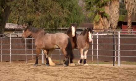 Disneyland Resort Horses Kick Up Their Hooves While Main Street, U.S.A., Enhancements Underway