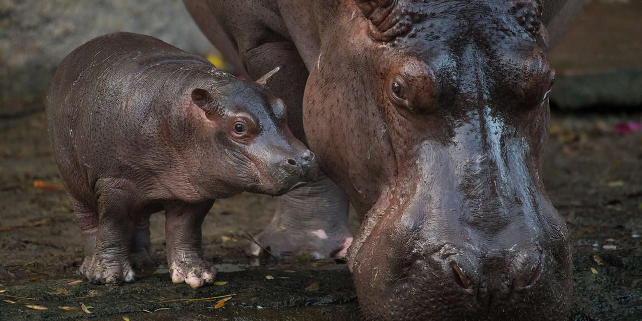 Introducing Augustus, a male baby hippo, at Disney’s Animal Kingdom