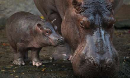 Introducing Augustus, a male baby hippo, at Disney’s Animal Kingdom