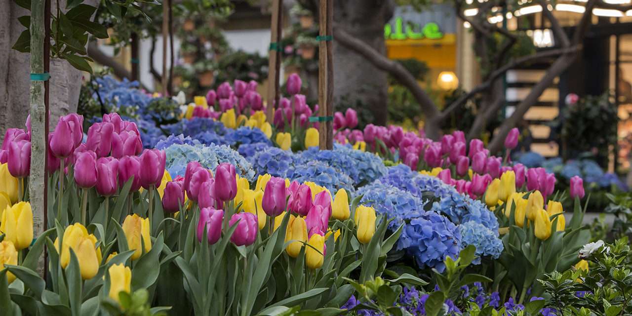 Beautiful Flowers in Downtown Disney District at Disneyland Resort