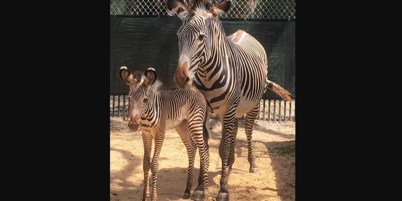 Grevy’s Zebra Foals Join the Herd at Disney’s Animal Kingdom