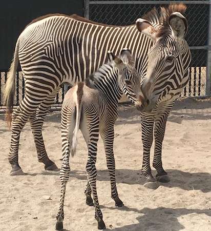 Grevy's Zebra Foals Join the Herd at Disney's Animal Kingdom | Mickey News