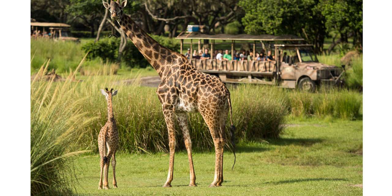 Welcome Giraffe Calf to Kilimanjaro Safaris at Disney’s Animal Kingdom