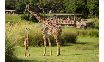 Welcome Giraffe Calf to Kilimanjaro Safaris at Disney’s Animal Kingdom