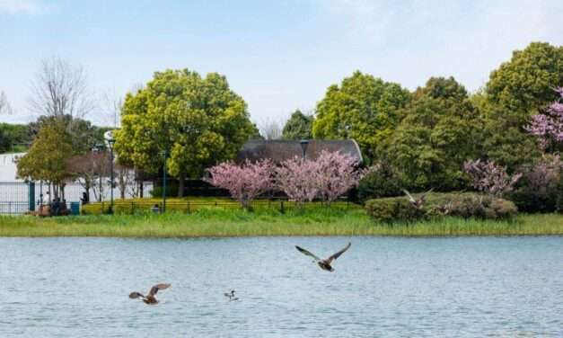 Shanghai Disney Resort Blossoms with Earth Month Celebrations: A Green Carpet Affair 🌸🌍