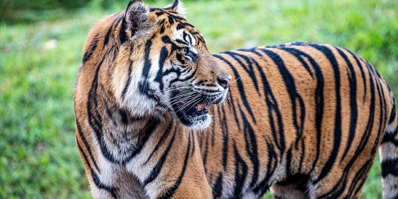 Exploring Endangered Species at Disney’s Animal Kingdom: A Conservation Marvel